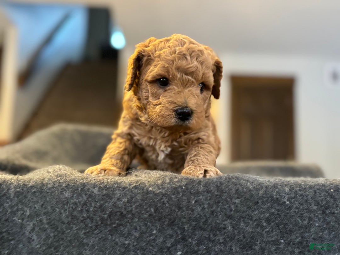 Goldendoodle dogs for sale: Yogi - Ad 4