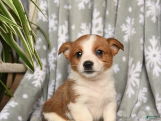 Welsh Corgi Pembroke dogs Caramel - Ad 1