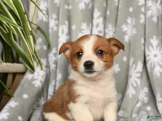 Welsh Corgi Pembroke dogs Caramel - Ad 11