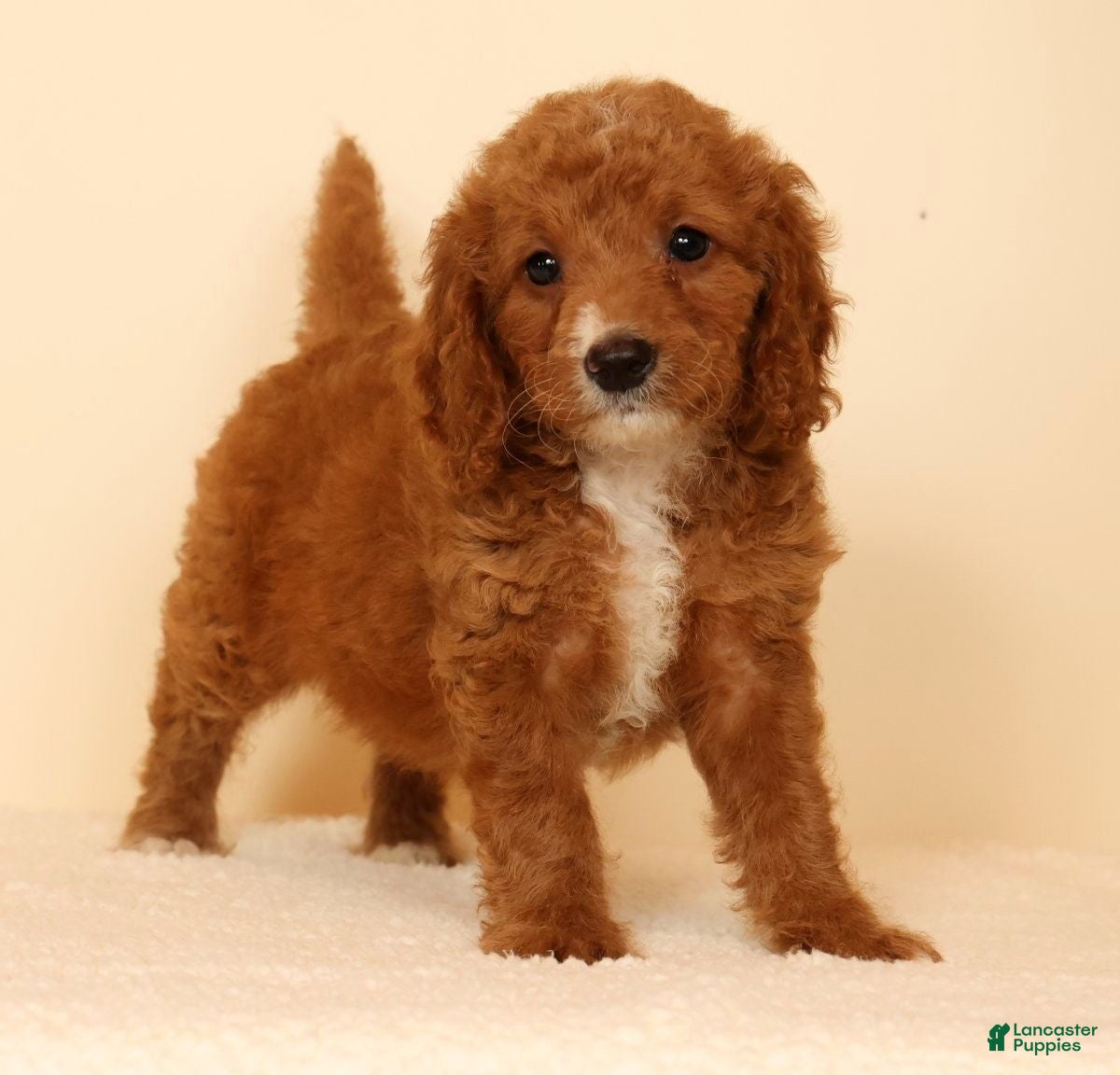 Mini Goldendoodle dogs Mia - Ad 2