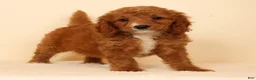 Mini Goldendoodle dogs for sale: Mia - Ad 2