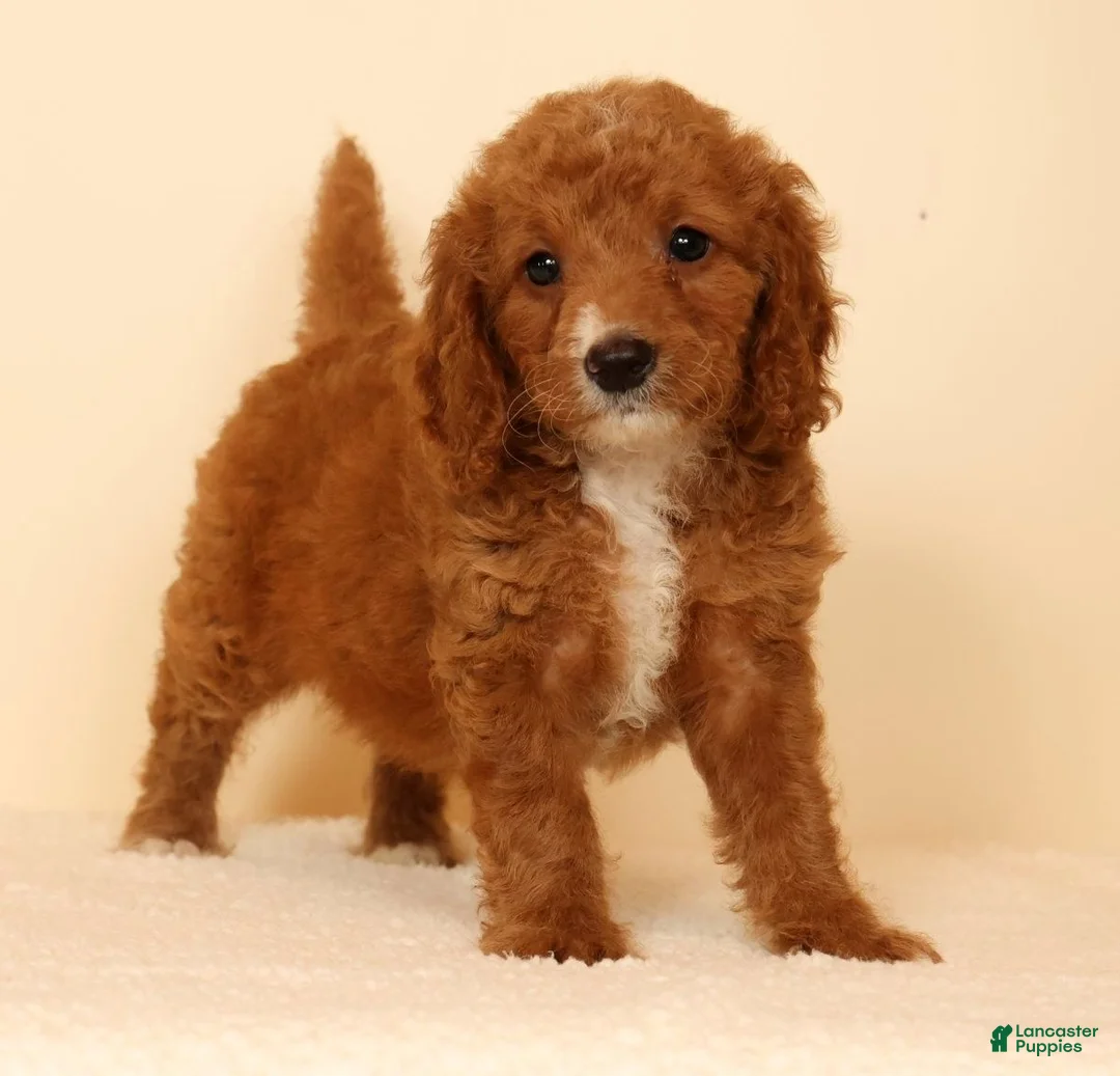 Mini Goldendoodle dogs for sale: Mia - Ad 2