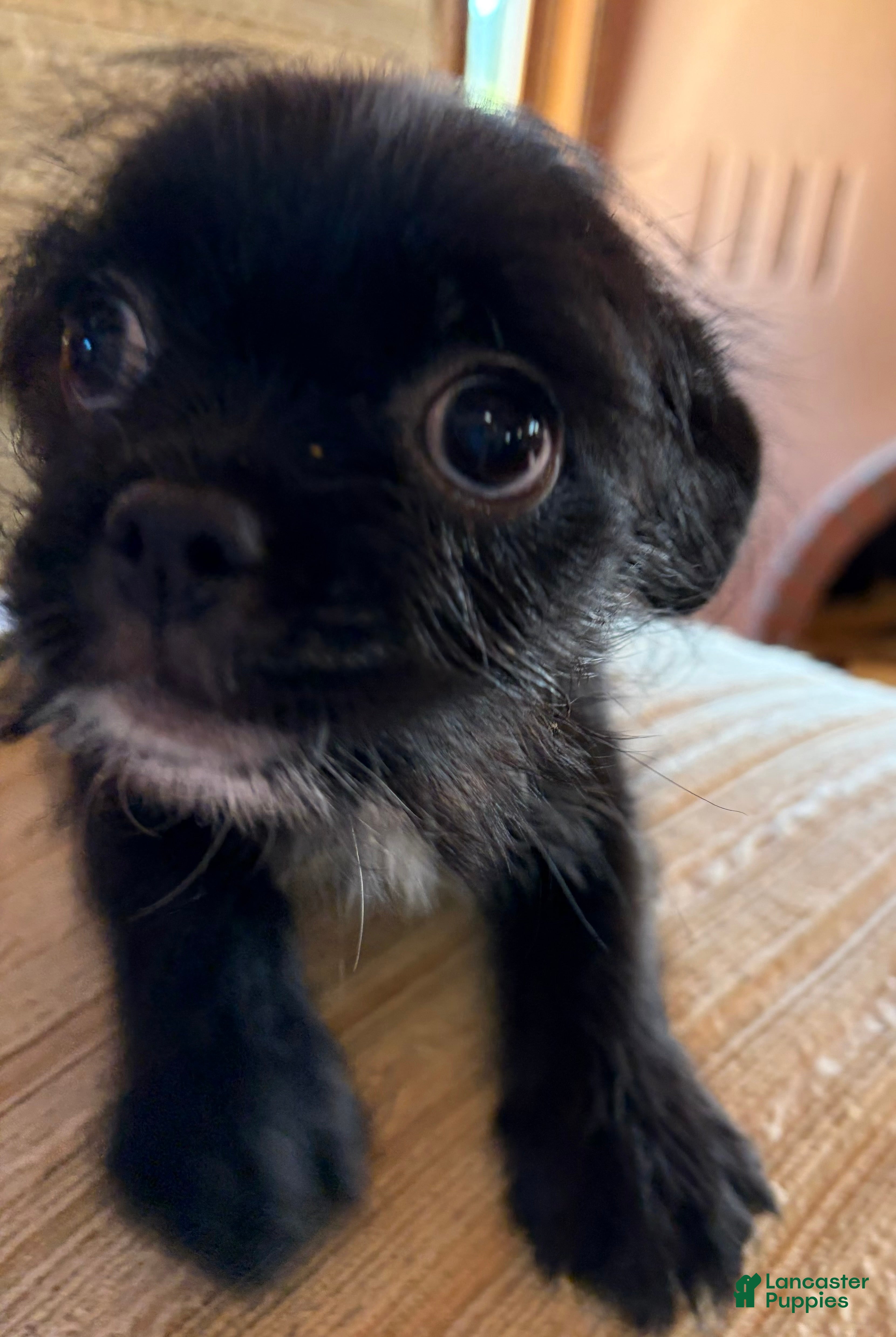 Mixed Breed dogs Mixed Breed 2 - Ad 2