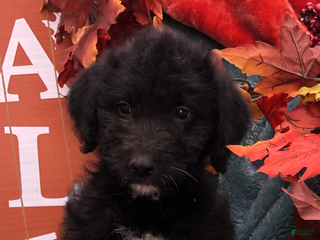 Mixed Breed dogs - Ad 41