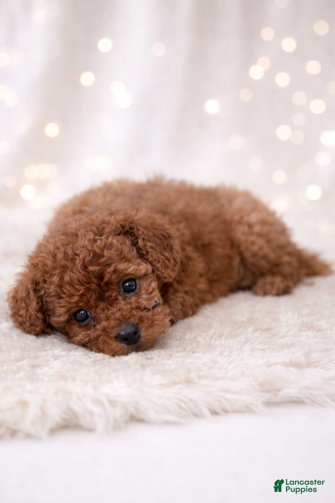 Miniature Labradoodle dogs for sale: Licorice  - Ad 1