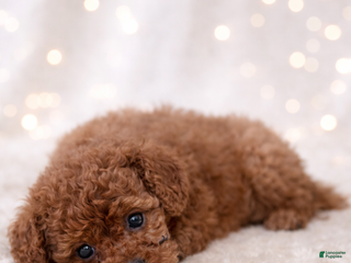 Miniature Labradoodle dogs Licorice - Ad 13