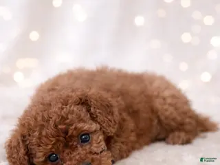 Miniature Labradoodle dogs Licorice - Ad 11