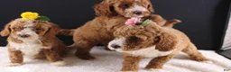 Mini Goldendoodle dogs for sale: Brewster - Ad 14