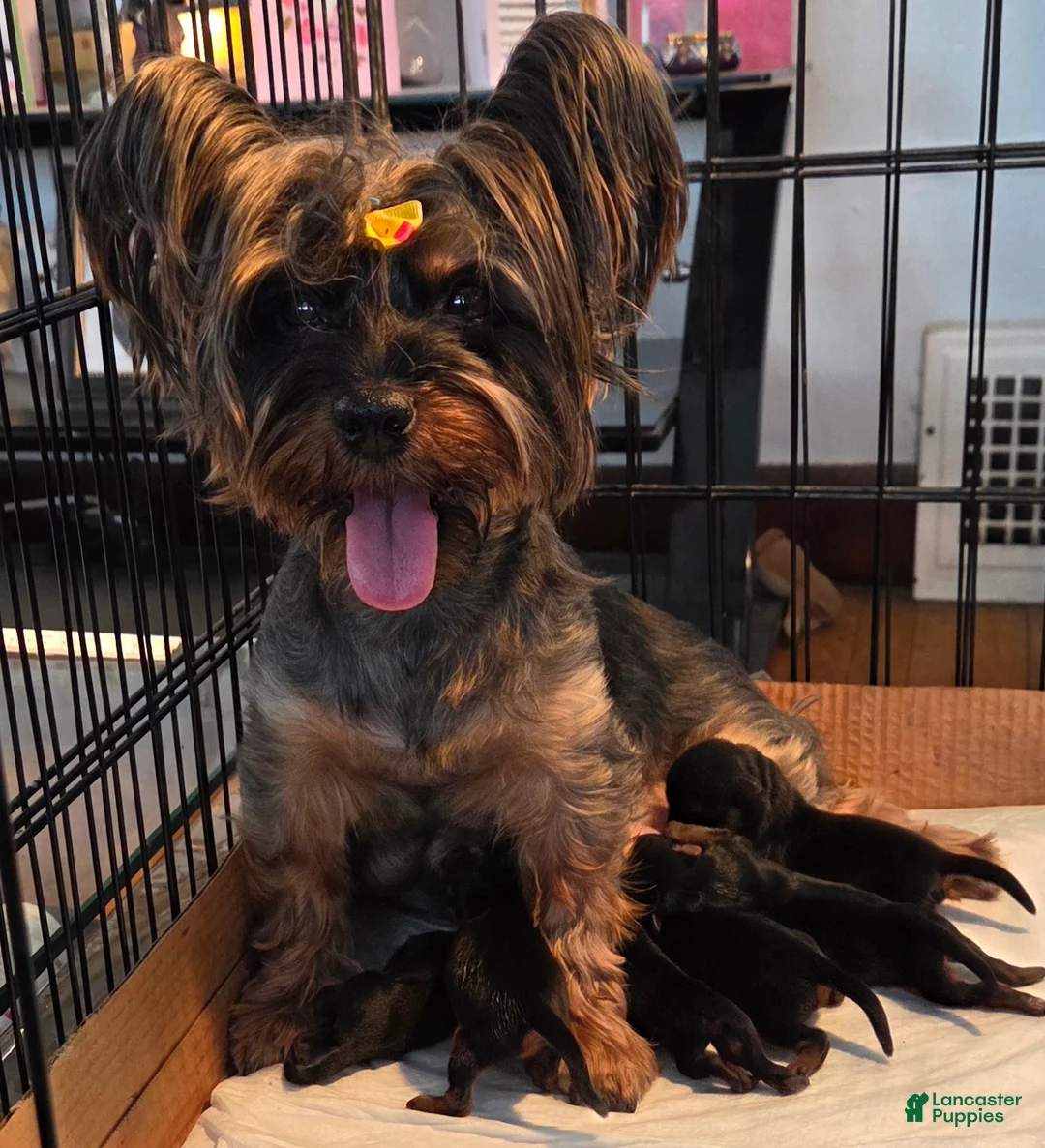 Yorkshire Terrier dogs for sale: Yoshi - Ad 1