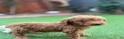 Standard Poodle dogs for sale: Charlie - Ad 5
