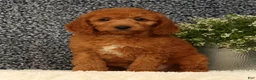 Mini Goldendoodle dogs for sale: Tinker - Ad 5