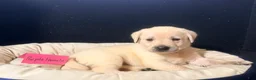 Labrador Retriever dogs for sale: Female  - Ad 1