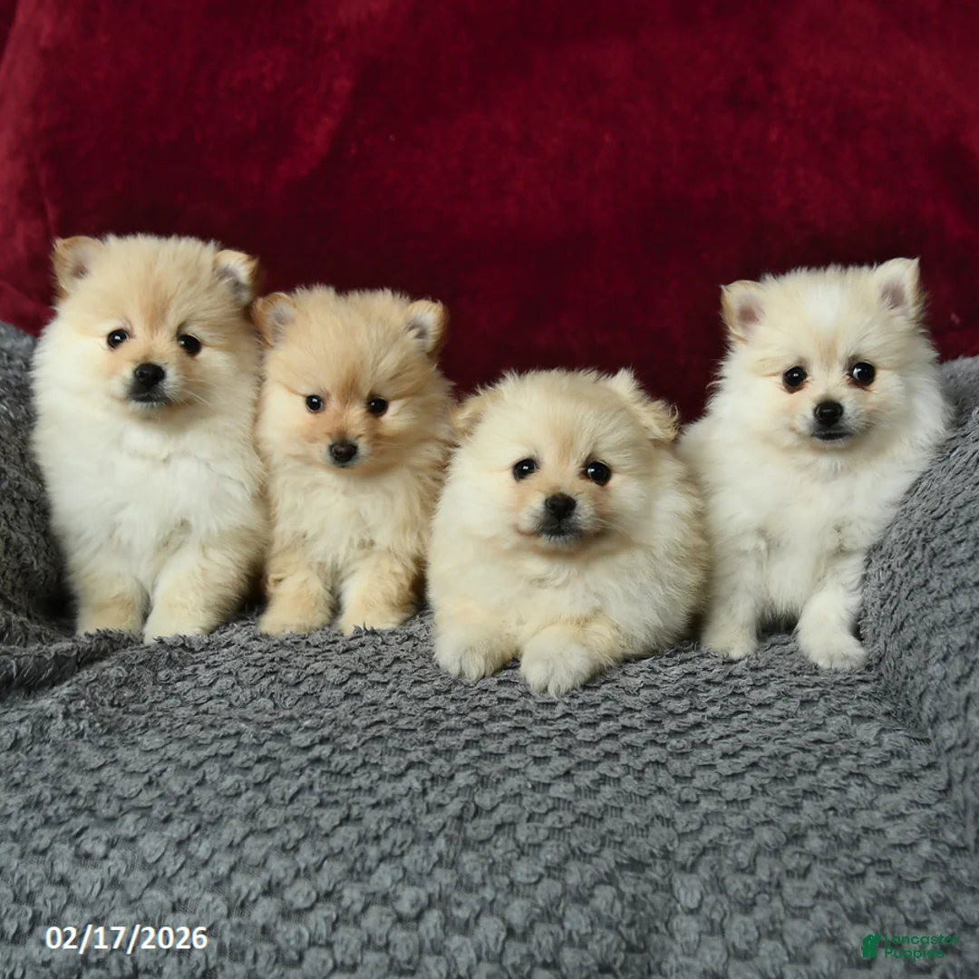 Pomeranian dogs for sale: Skippy - Ad 3