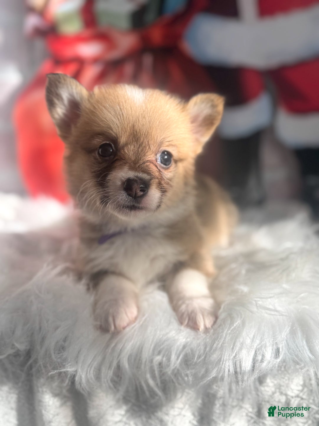 Welsh Corgi Pembroke dogs for sale: Cookie “Minnie” - Ad 3