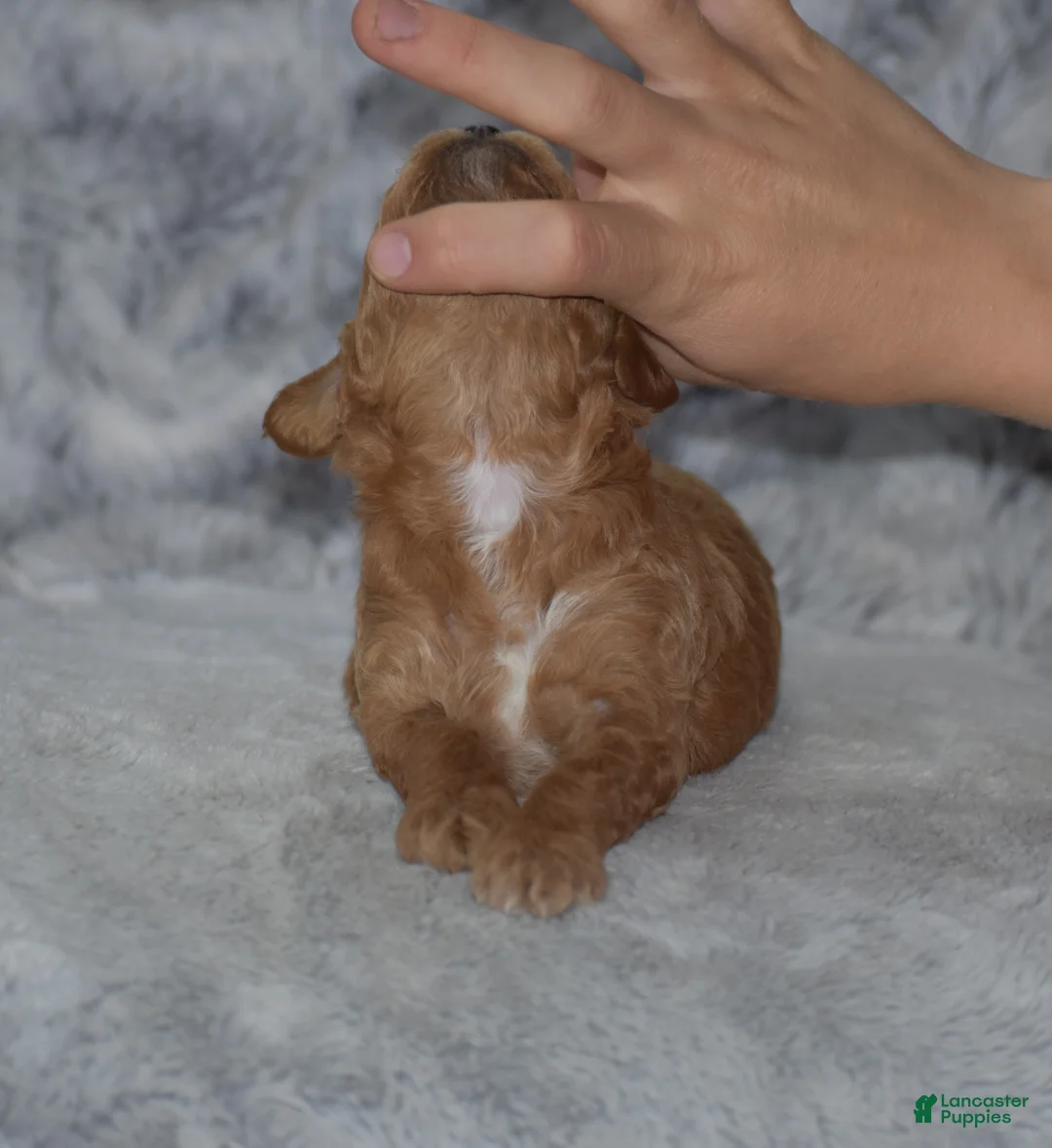 Miniature Poodle dogs for sale: Louie - Ad 5