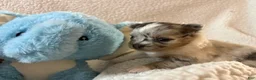 Pomchi dogs for sale: Pomchi 1 - Ad 2