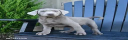 Labrador Retriever dogs for sale: Harmony - Ad 5