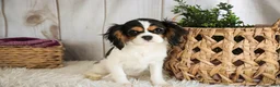 Cavalier King Charles Spaniel dogs for sale: Cherry - Ad 8
