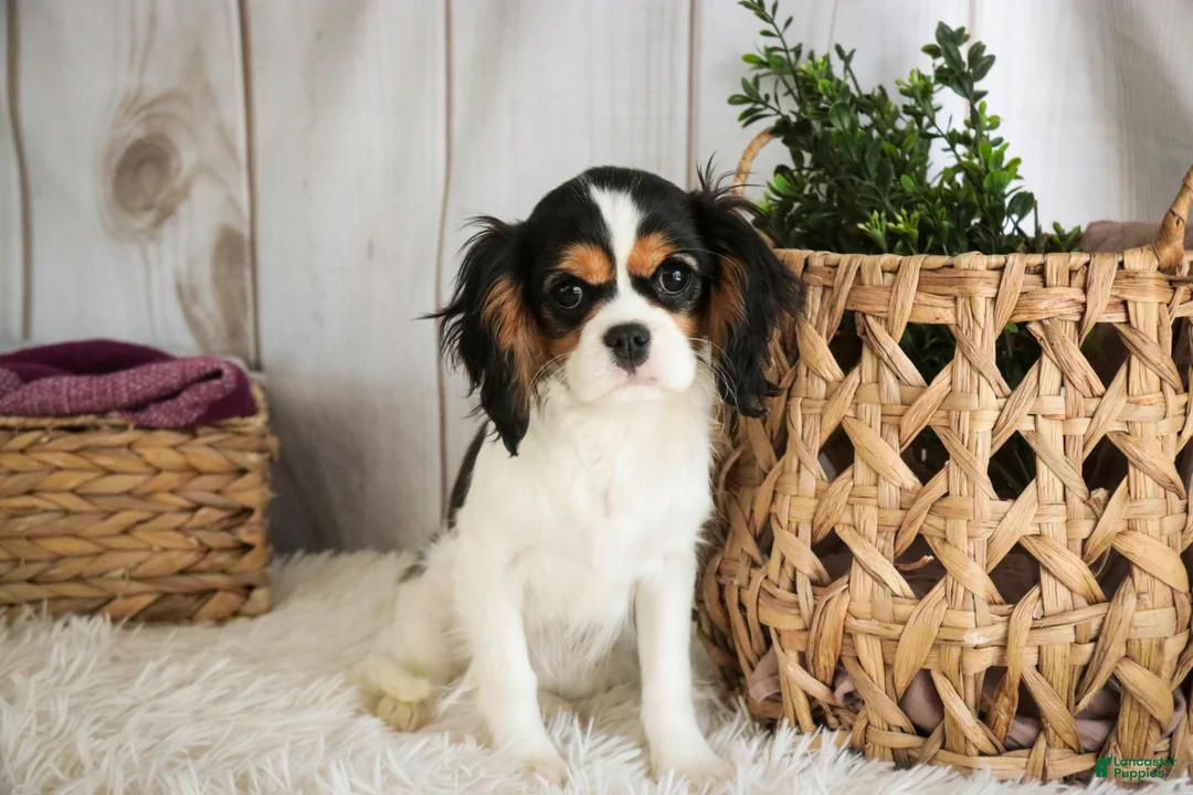 Cavalier King Charles Spaniel dogs for sale: Cherry - Ad 8