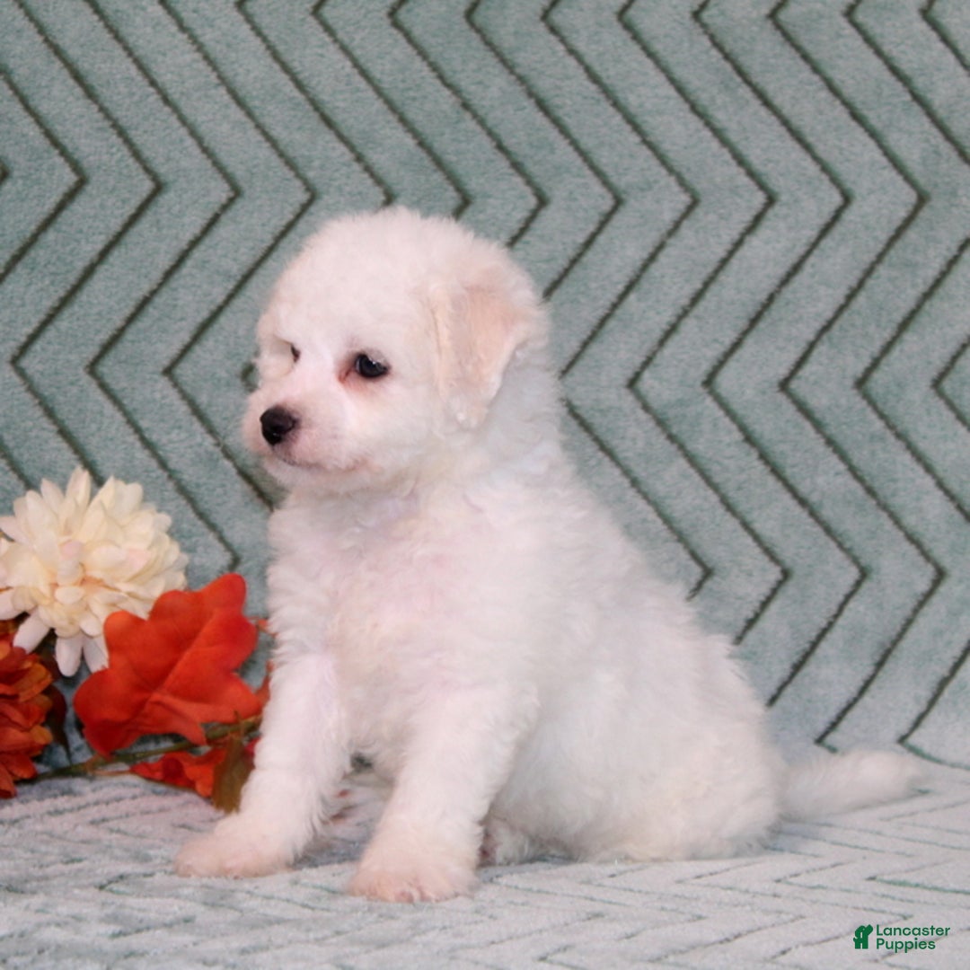 Bichon Frise dogs for sale: Uncle - Ad 4
