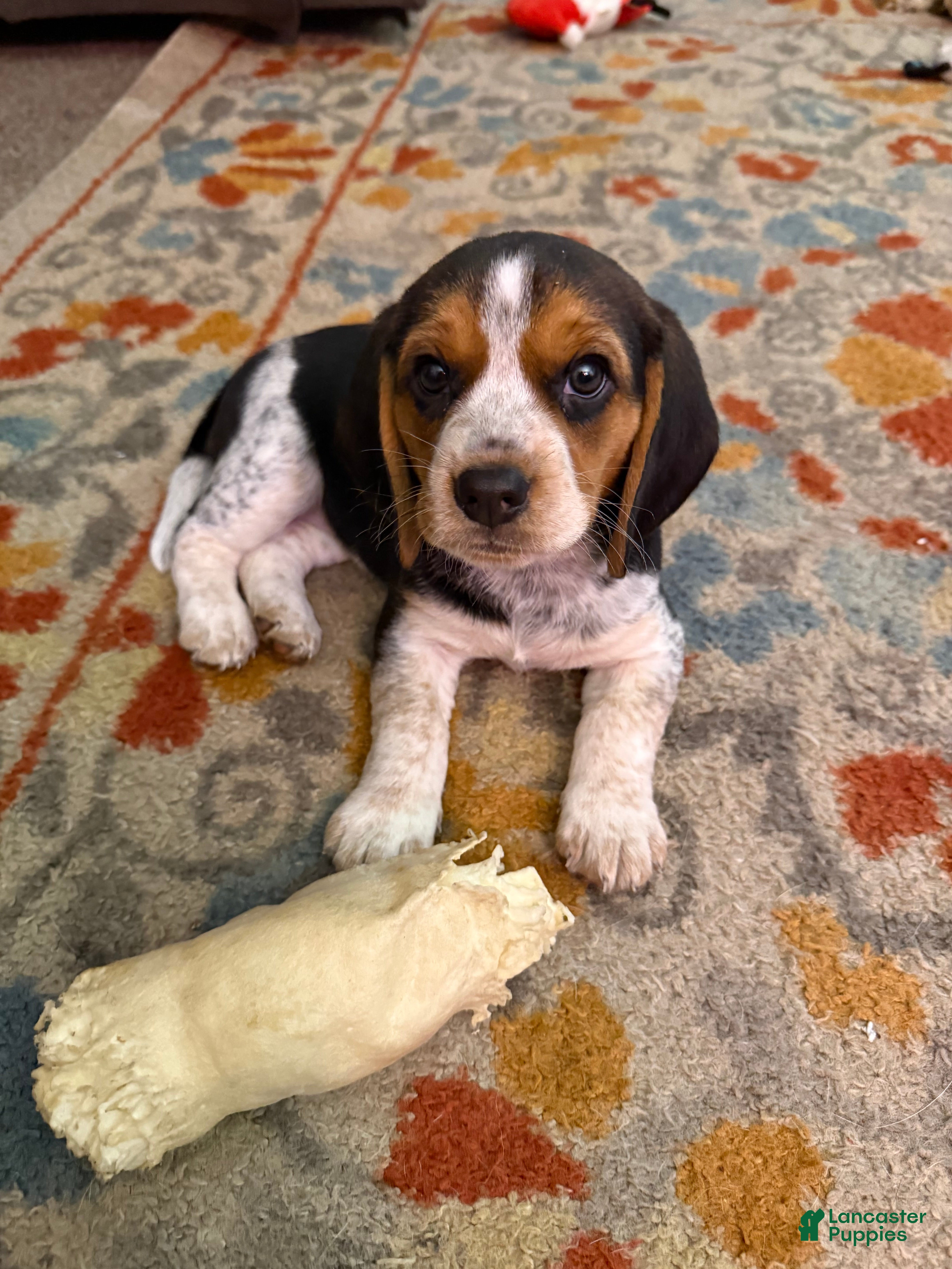 Beagle dogs Beagle Puppy 3 - Ad 41