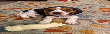 Beagle Puppy 3