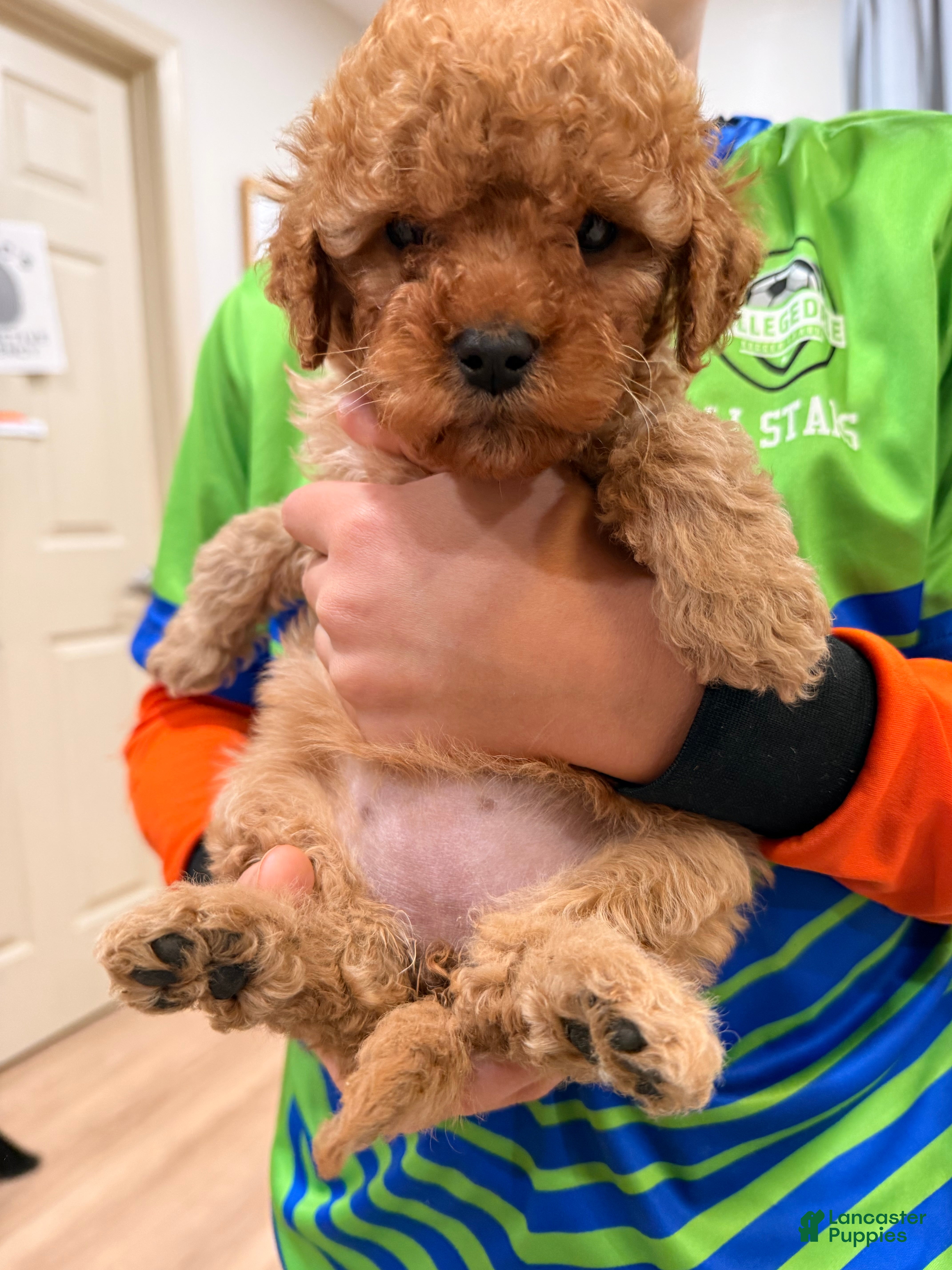 Cavapoo dogs Ginger - Ad 2