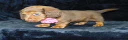 Miniature Dachshund dogs for sale: AKC Alice - Ad 11