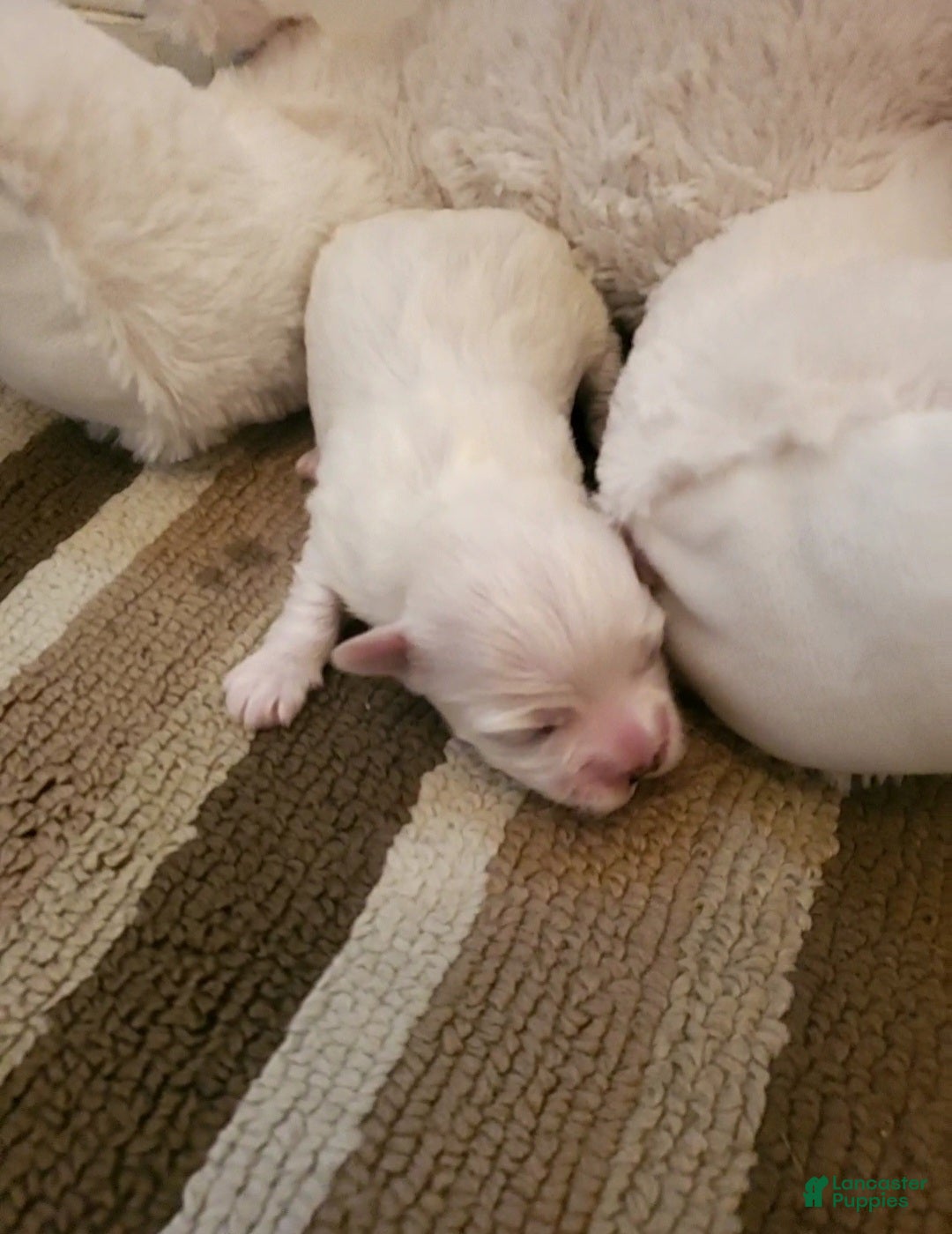 Maltese dogs Aubrey  - Ad 25