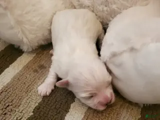 Maltese dogs Aubrey - Ad 25