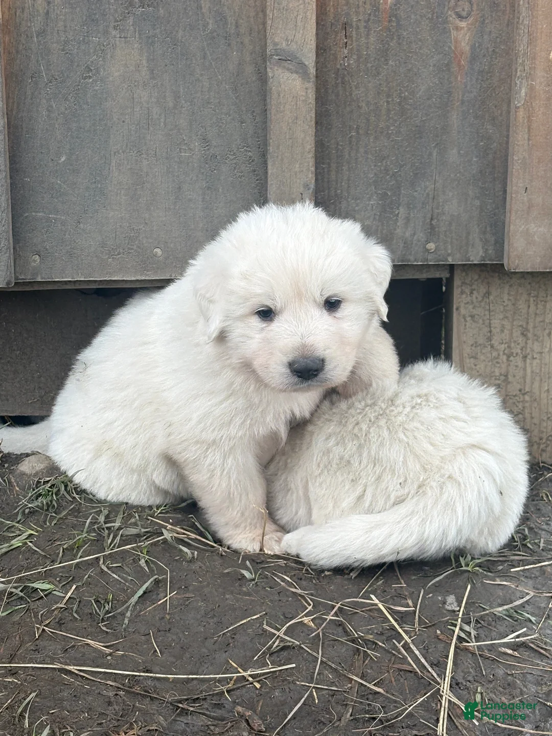 Great Pyrenees dogs for sale: Great Pyrenees Puppy 2 - Ad 1