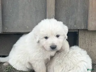 Great Pyrenees dogs Great Pyrenees Puppy 2 - Ad 22