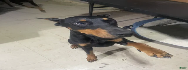Atlas 