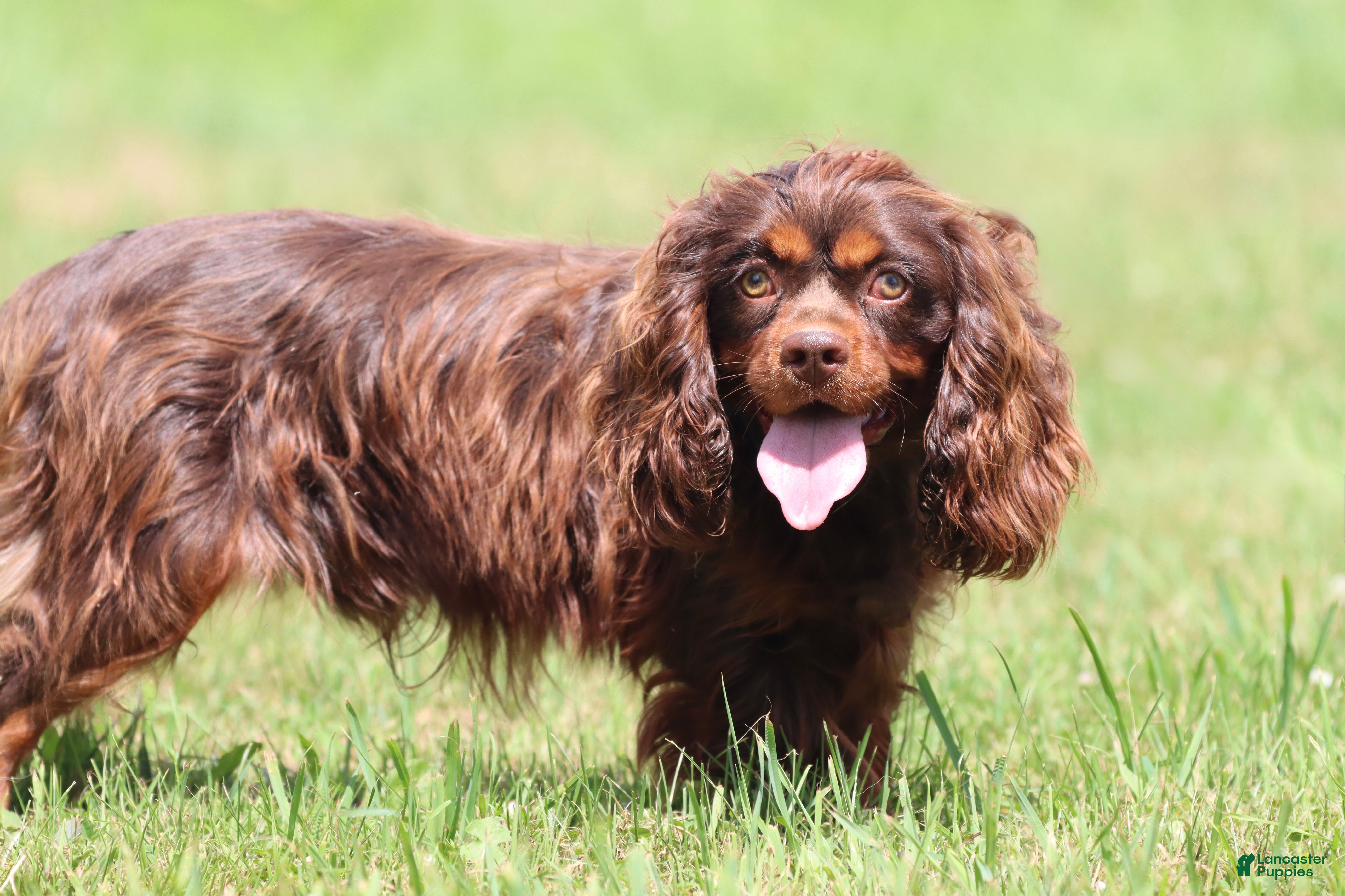 Cavalier King Charles Spaniel dogs Cadbury's Bluff - Ad 21