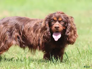 Cavalier King Charles Spaniel dogs Cadbury's Bluff - Ad 21