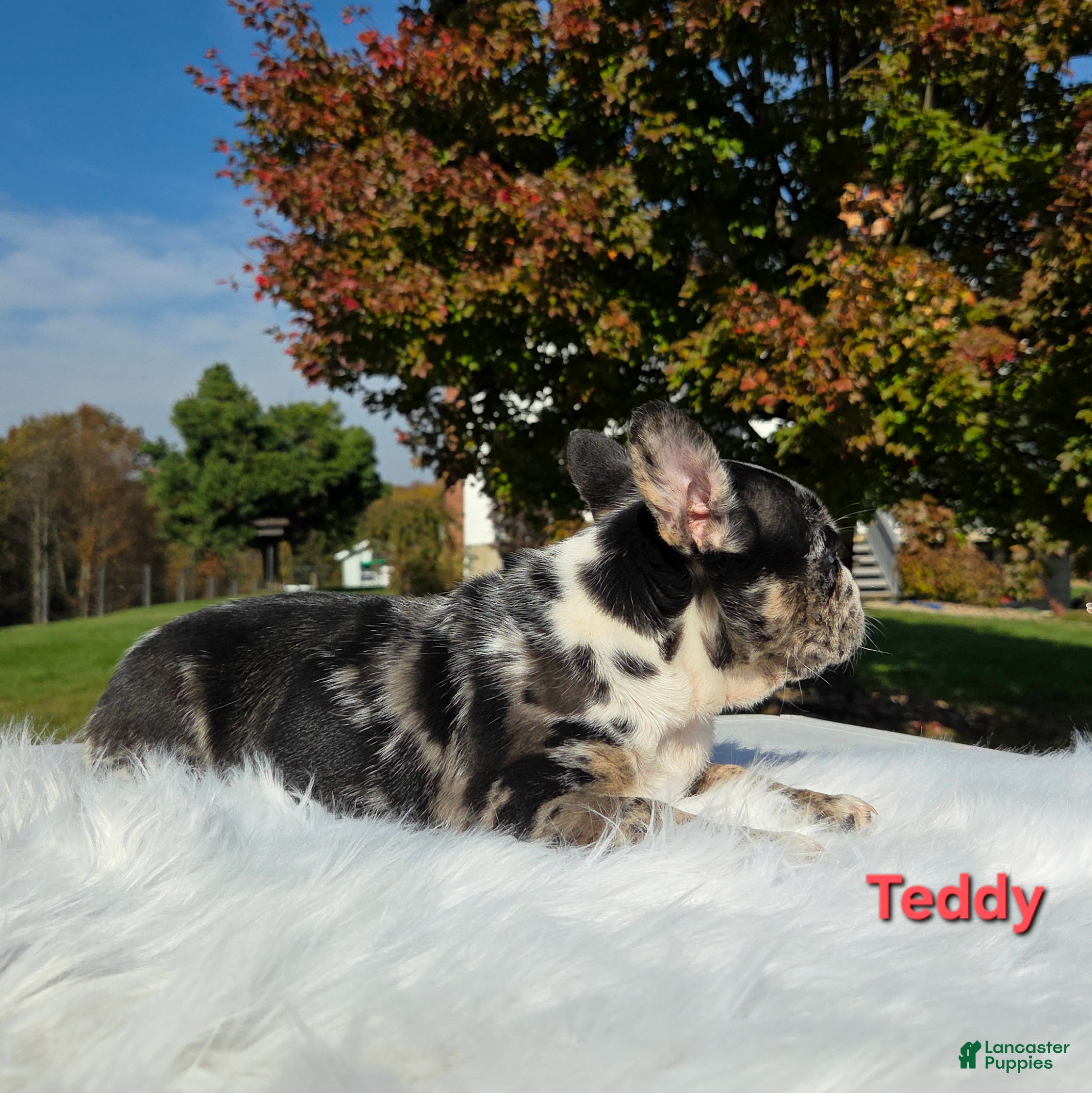 Mixed Breed dogs for sale: Teddy - Ad 2