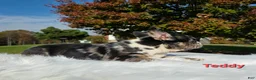 Mixed Breed dogs for sale: Teddy - Ad 6