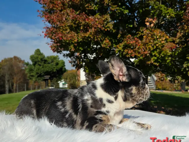Mixed Breed dogs for sale: Teddy - Ad 2