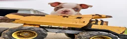 Boston Terrier dogs for sale: Clyde - Ad 3