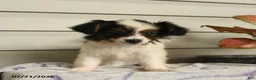 Papillon dogs for sale: Ripple - Ad 3
