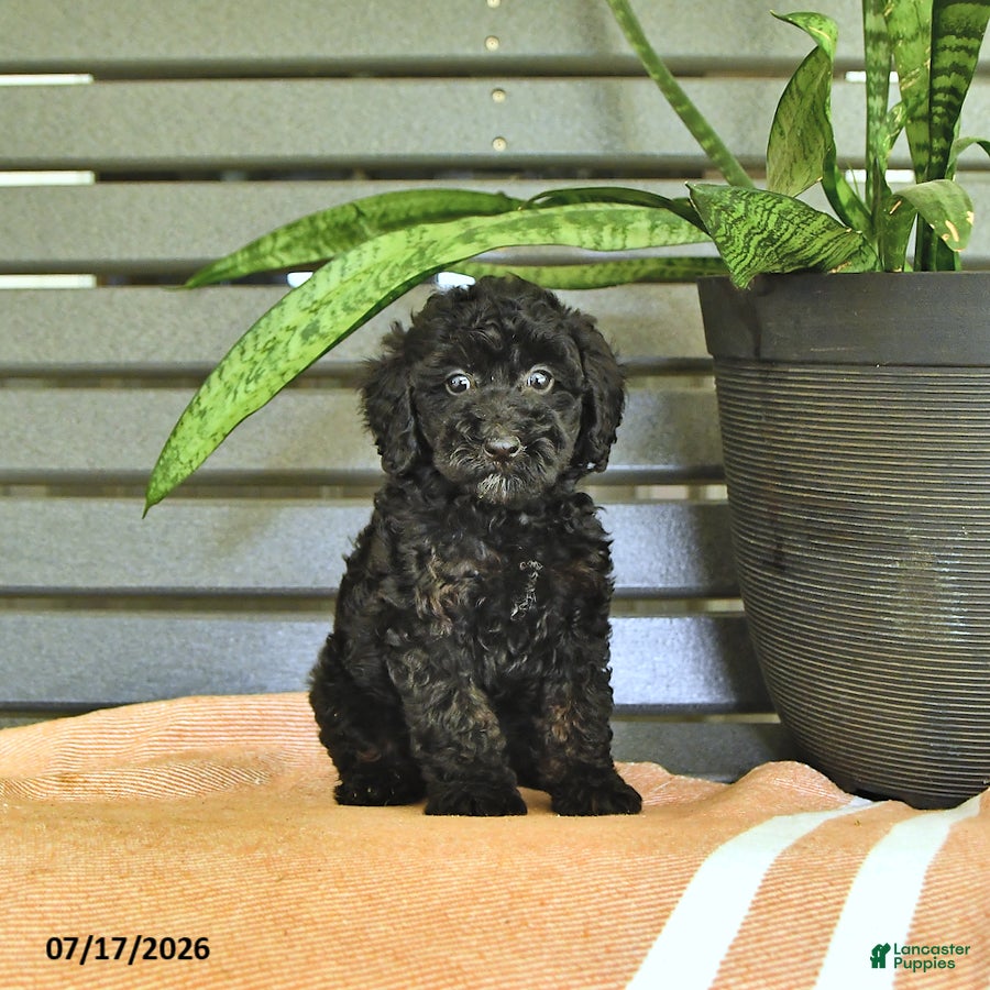 Miniature Poodle dogs Carissa - Ad 1