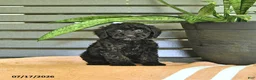 Miniature Poodle dogs for sale: Carissa - Ad 1