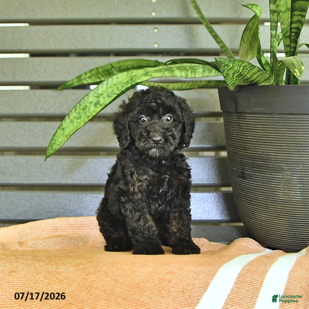 Miniature Poodle dogs for sale: Carissa - Ad 1