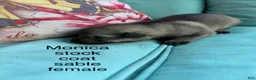 German Shepherd dogs for sale: German Shepherd 7 - Ad 4