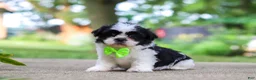 Shih Tzu dogs for sale: Huckleberry - Ad 7