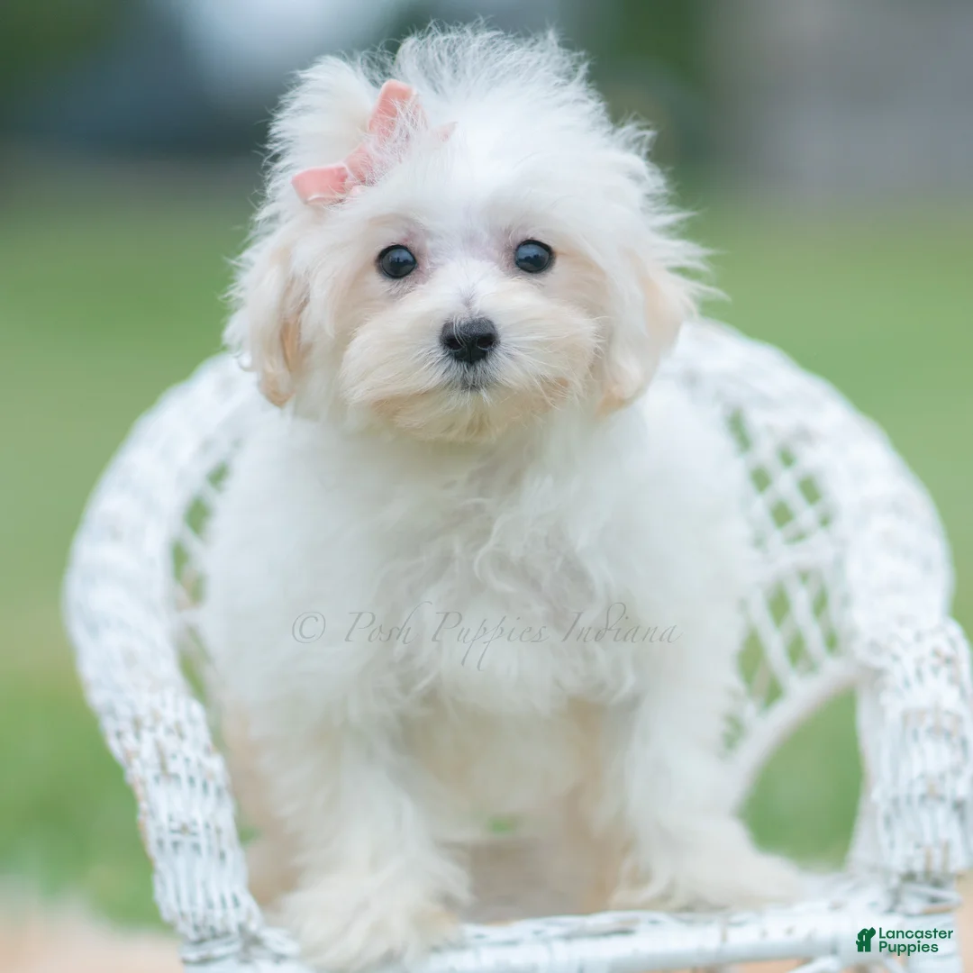 Maltipoo dogs for sale: Nellie - Ad 8