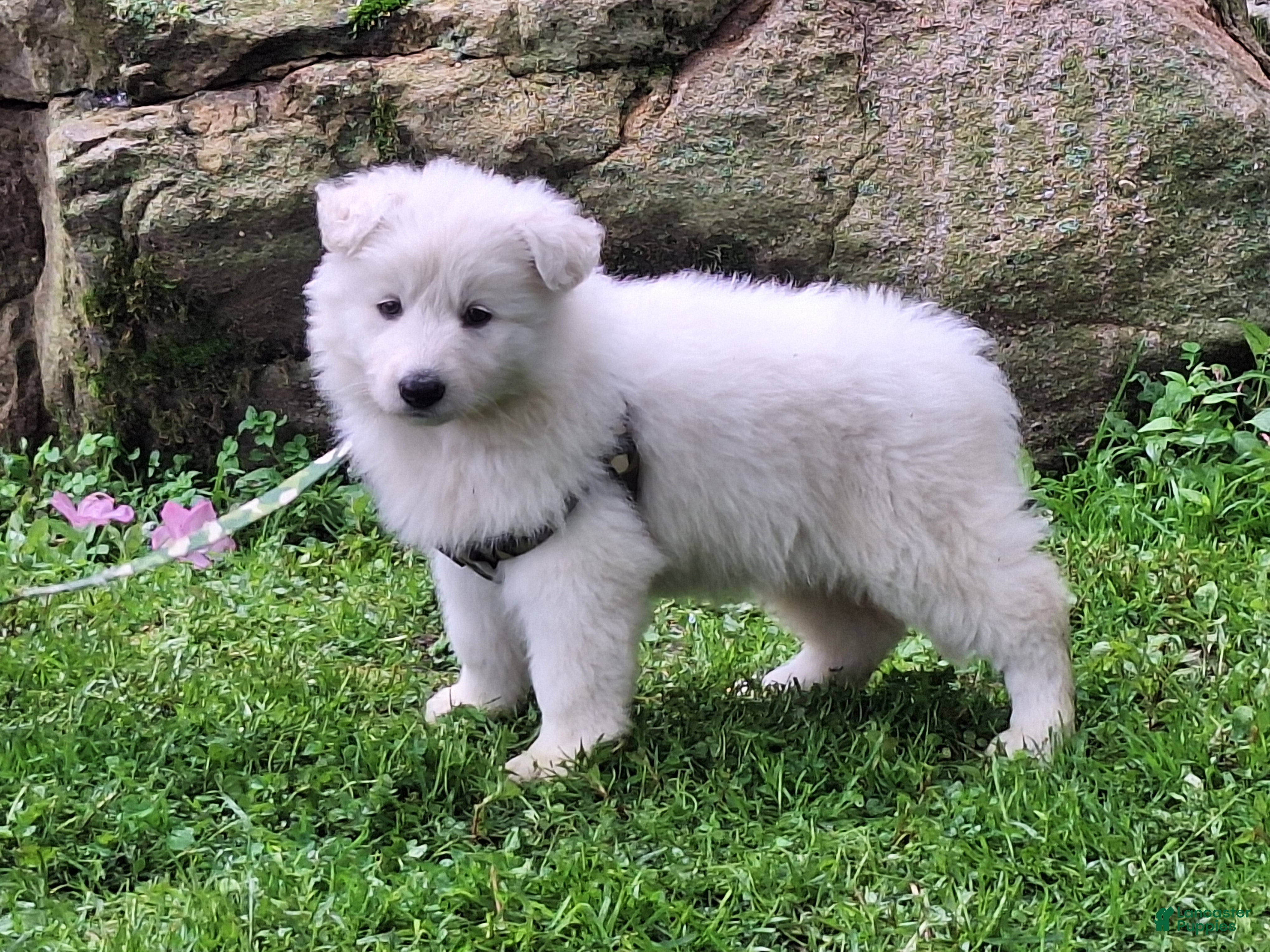 German Shepherd dogs SILKY!! LONCOAT!! - Ad 2
