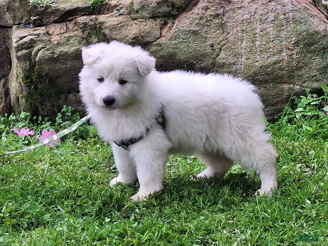 German Shepherd dogs for sale: SILKY!! LONCOAT!! - Ad 2