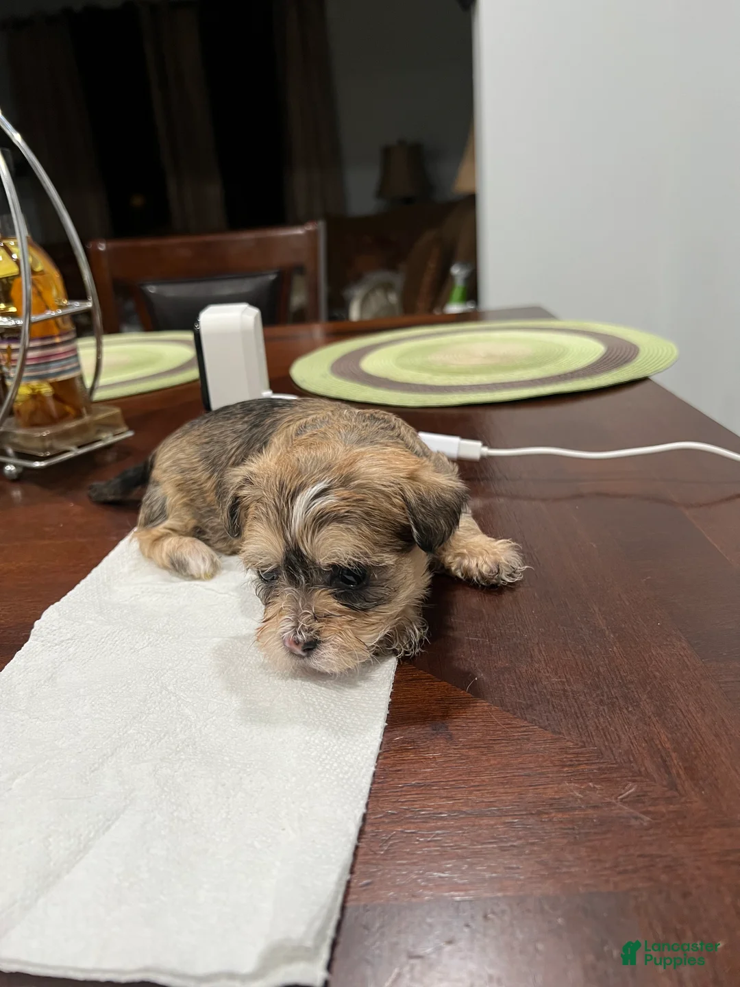 Morkie dogs for sale: Morkie Puppy 2 - Ad 6