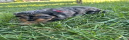 Mixed Breed dogs for sale: Red Munchkin Bernedoodle - Ad 8